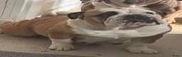 Mixed Breed dogs for sale: Rare Crossbreed Bulldog x Belgian Shepherd Puppies in Swanley - Advert 12