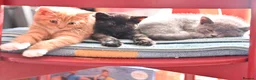 British Shorthair cats for sale: 3 Lovely, Fluffy Little Kittens - Ready To Go - Advert 8