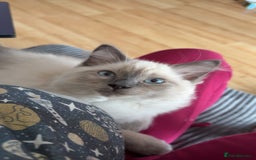 Ragdoll cats for sale: Male ragdoll kitten (4 months old) - Image 1