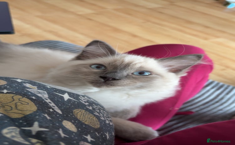 Ragdoll cats - Advert 14