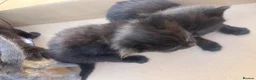 Mixed Breed cats for sale: Beautiful 5 kittens for sale  - Advert 11