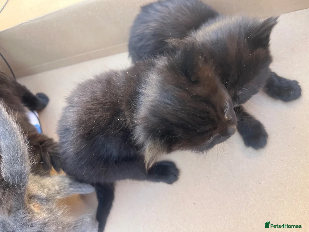Mixed Breed cats for sale: Beautiful 5 kittens for sale  - Advert 11