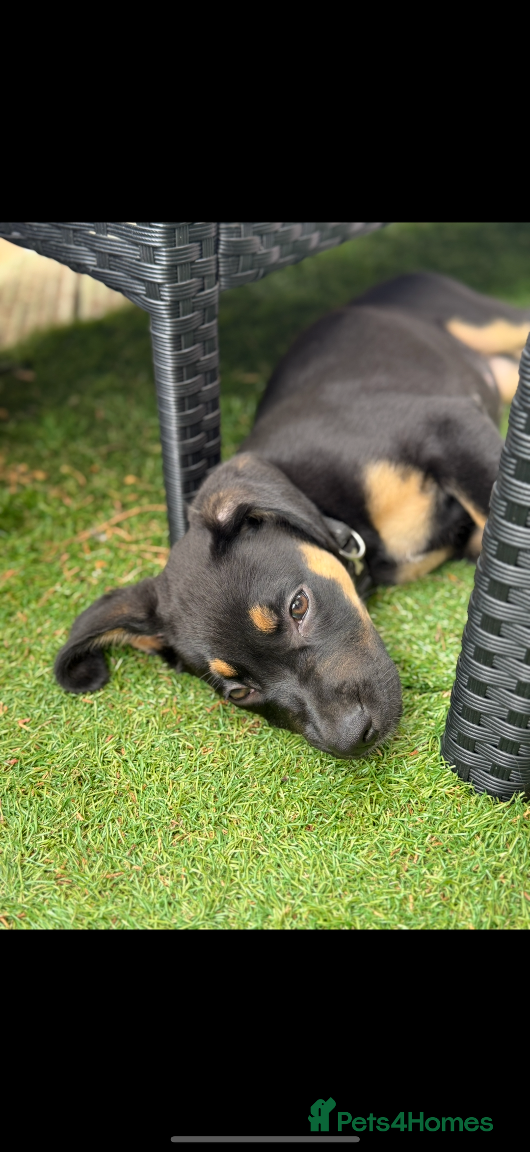 Mixed Breed dogs for sale: Shepweiler X Dogue de Bordeaux Pup for sale  - Image 4