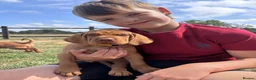 Hungarian Vizsla dogs for sale: 🌟Stunning, strong health tested KC pups 🌟  - Advert 2
