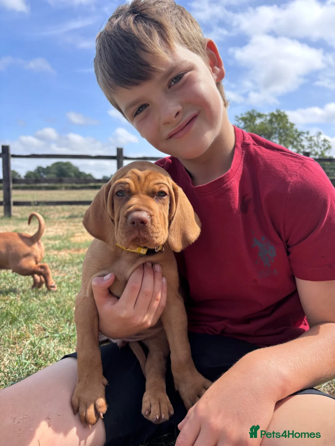 Hungarian Vizsla dogs for sale: 🌟Stunning, strong health tested KC pups 🌟  - Advert 2