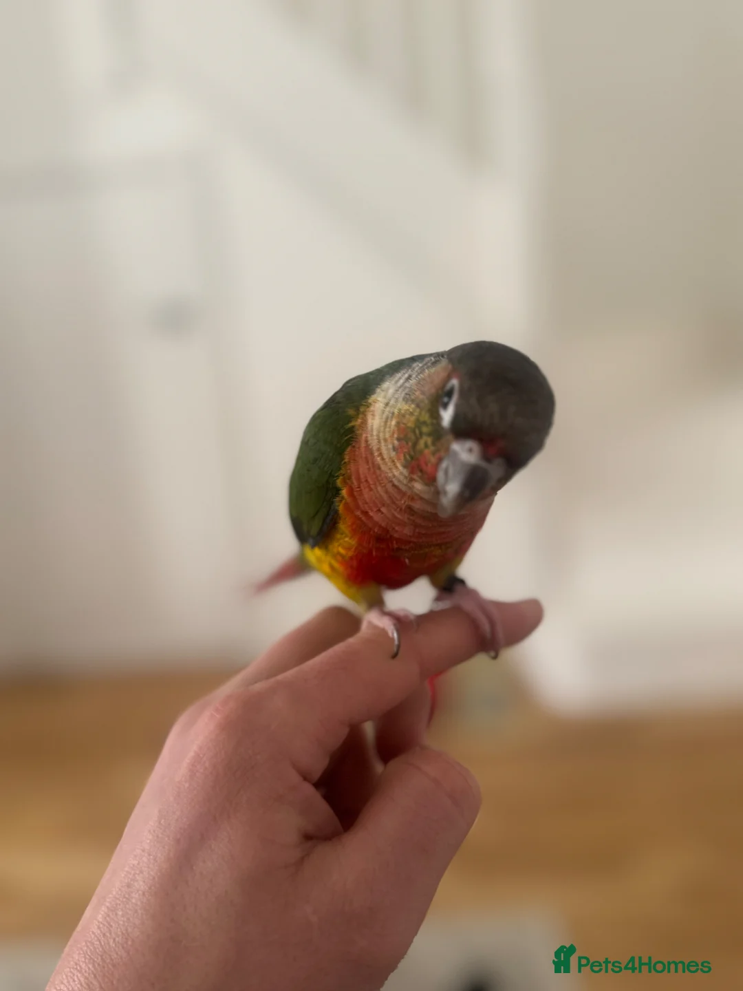Conures birds for sale: Beautiful Conure SUPER TAME ! - Advert 2