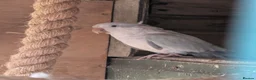 Parakeets birds for sale: Pair of blue quaker parrots  in Barnsley - Advert 3