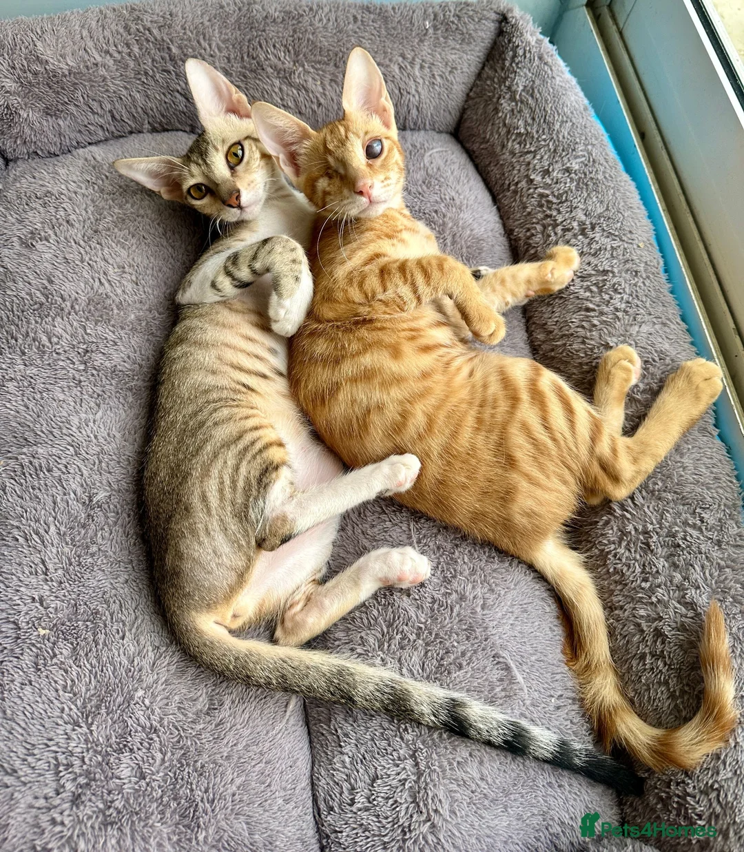 Arabian Mau cats for adoption: Two Female Rescue Kittens for Adoption Together - Advert 1
