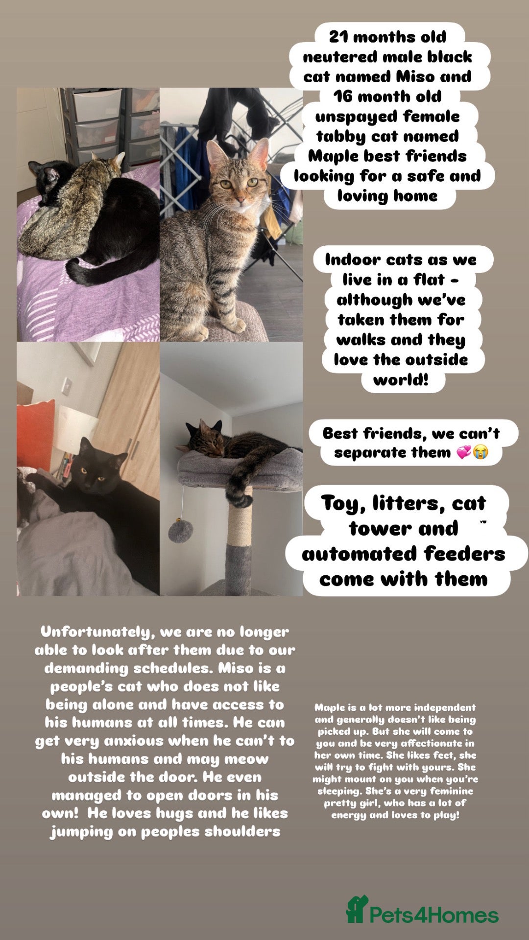 British Longhair cats Two best friends looking for a new home  - Advert 11