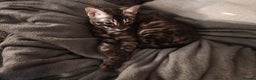 Bengal cats for sale: 2x Silver bengal for sale - male - Advert 3
