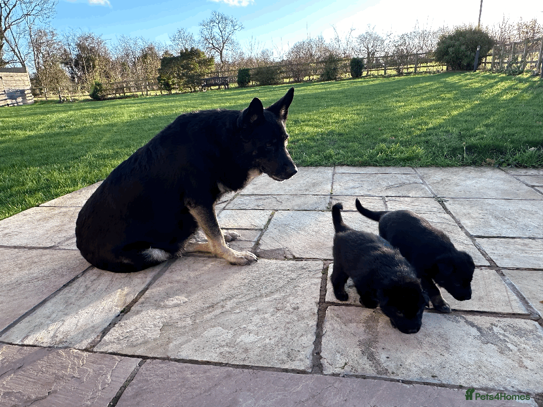 German Shepherd dogs for sale: FIVE EXCLUSIVE GSD PUPS, HOME RARED AND BRED. - Advert 30