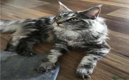 Maine Coon cats for sale: Adorable kittens mixed maine coon - Image 8