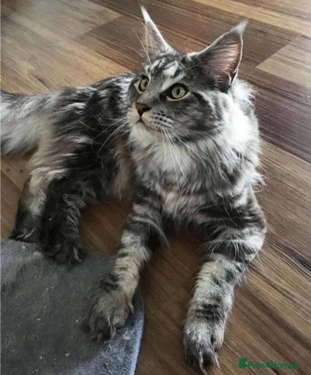 Maine Coon cats for sale: Adorable kittens mixed maine coon - Image 8