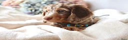 Miniature Dachshund dogs for sale: Chocolate & Tan Dapple Miniature Dachshund Boy  - Advert 5