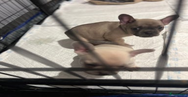 French Bulldog dogs - Advert 15