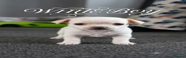 Chihuahua 4
