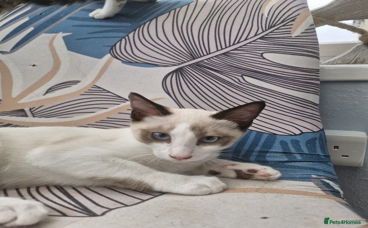 Snowshoe cats - Advert 9