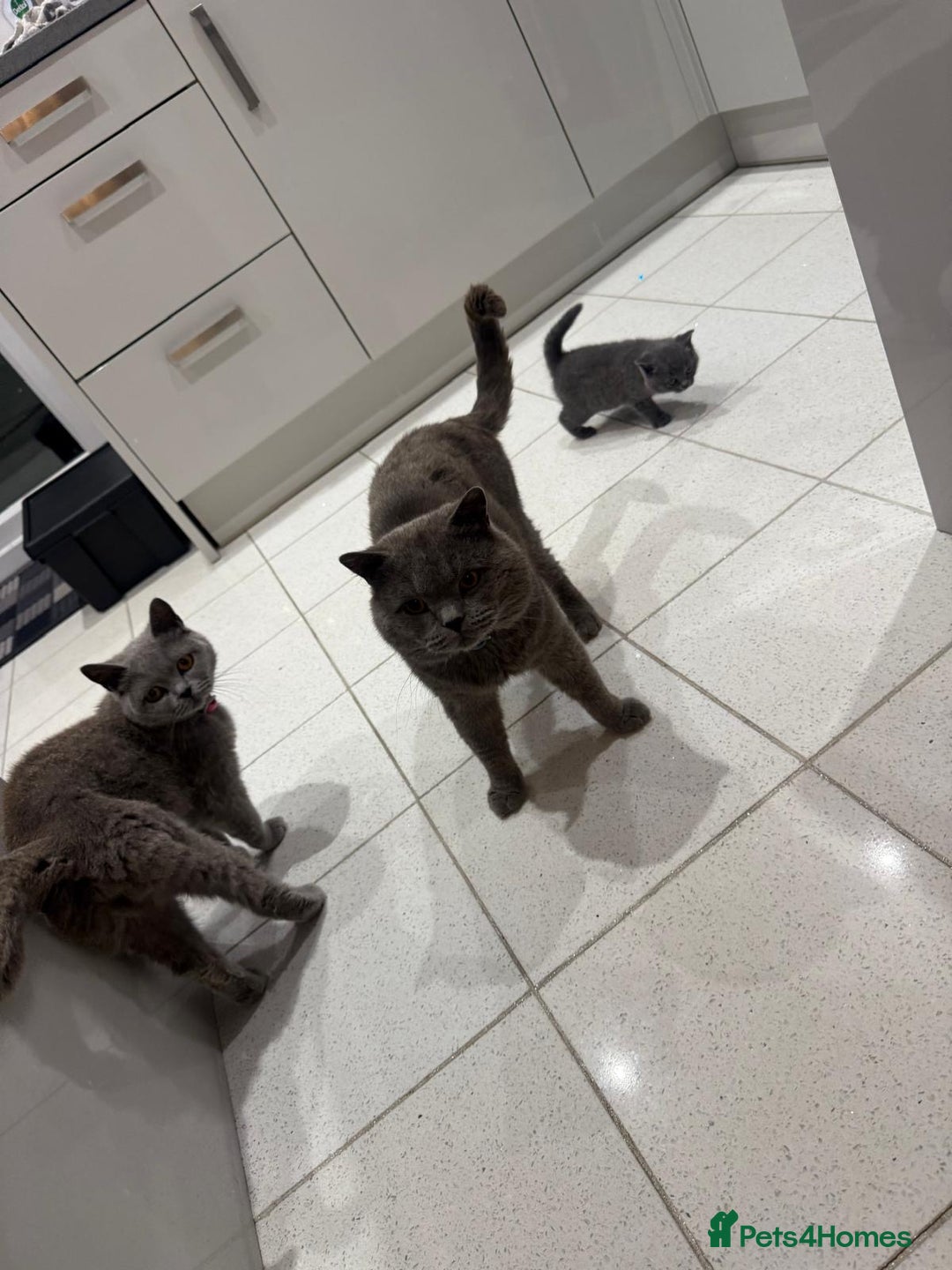 British Shorthair cats for sale: British blue - Image 6
