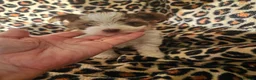 Yorkshire Terrier dogs for sale: 💜 DNA tested parents 💜 White Ocean Pearl girls - Advert 12