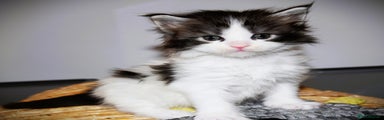 Maine Coon Kitten 7