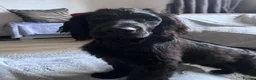 Sprocker dogs for sale: 🐾 MAVERICK – Sprocker Spaniel - FOREVER HOME 🐾 - Advert 7