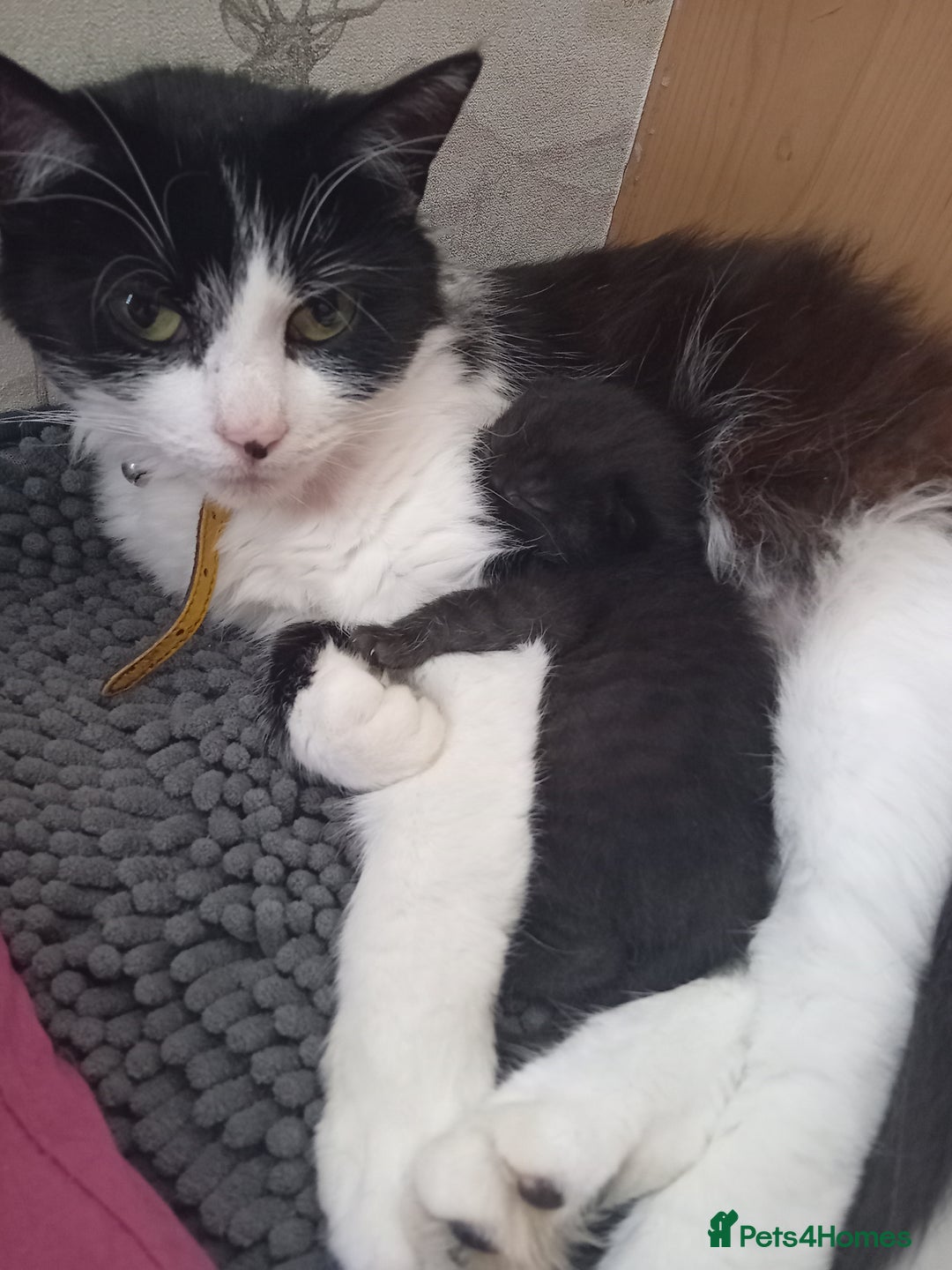 Mixed Breed cats for sale: Gryffin-Paw - Male Kitten  - Advert 1