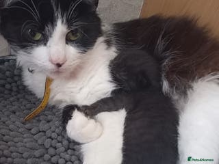 Mixed Breed cats Gryffin-Paw - Male Kitten - Advert 1