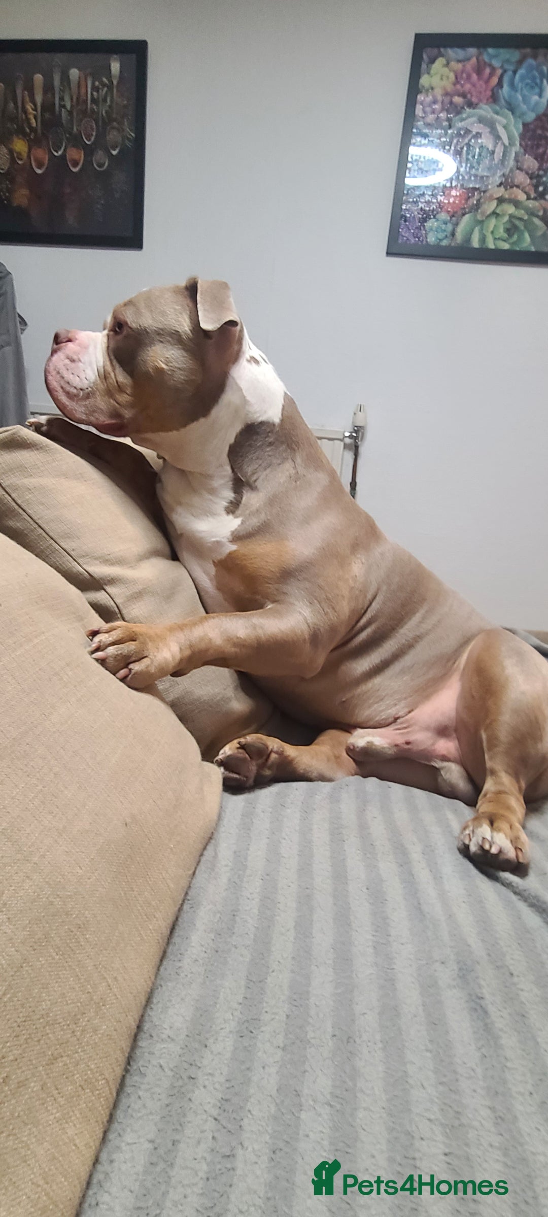 American Bully dogs for sale: Rehome my American Pocket Bully :( - Image 7