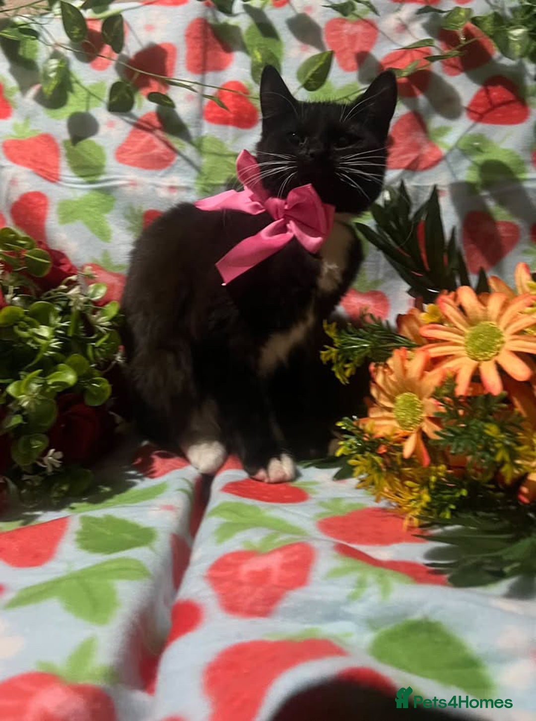 Siamese cats for sale: GORGEOUS LYNX POINT CROSS GIRL  - Advert 3