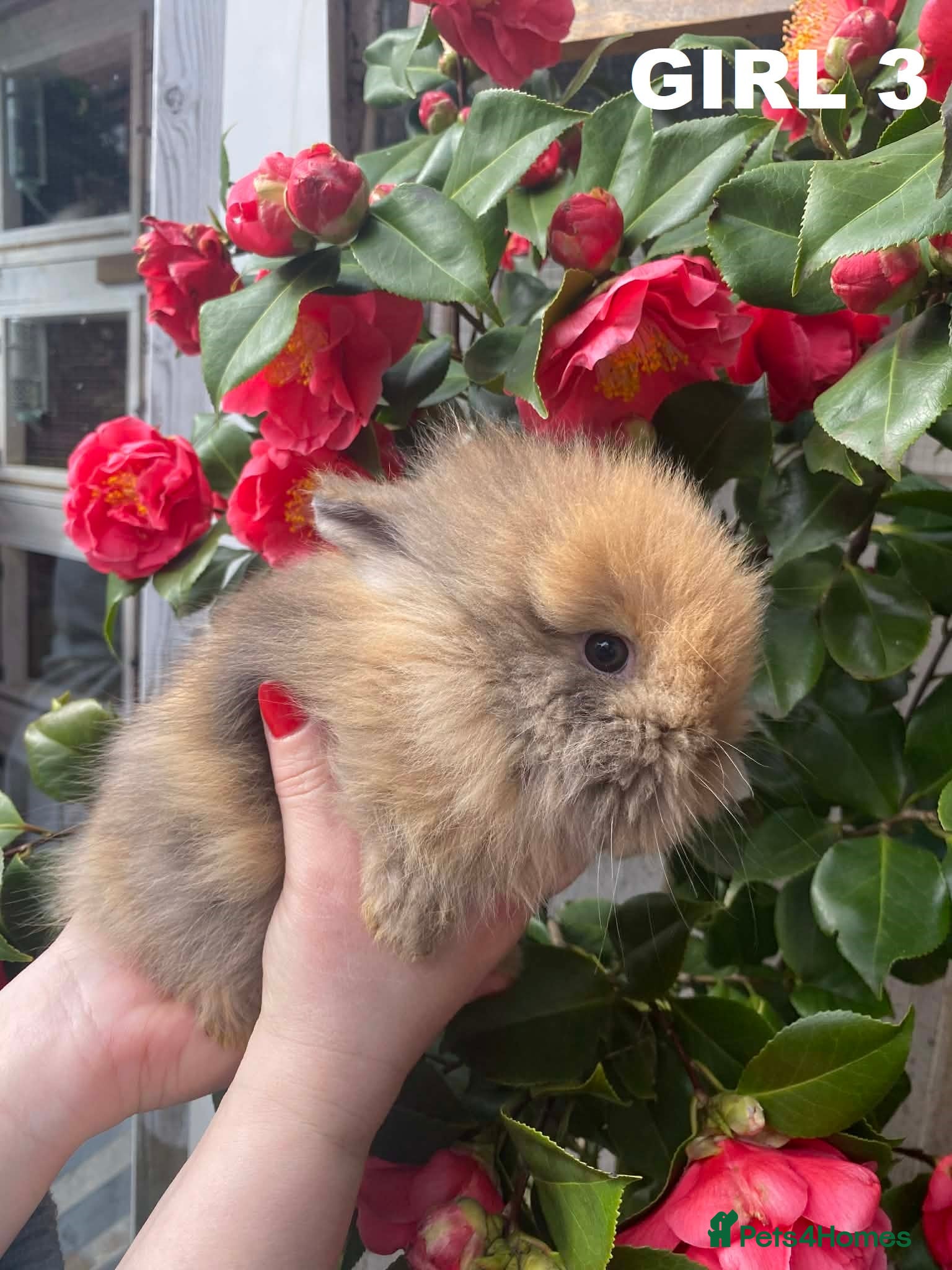 Lionhead rabbits Pure Breed Double Mained Lionhead - Advert 16