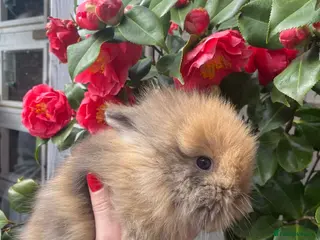 Lionhead rabbits Pure Breed Double Mained Lionhead - Advert 16