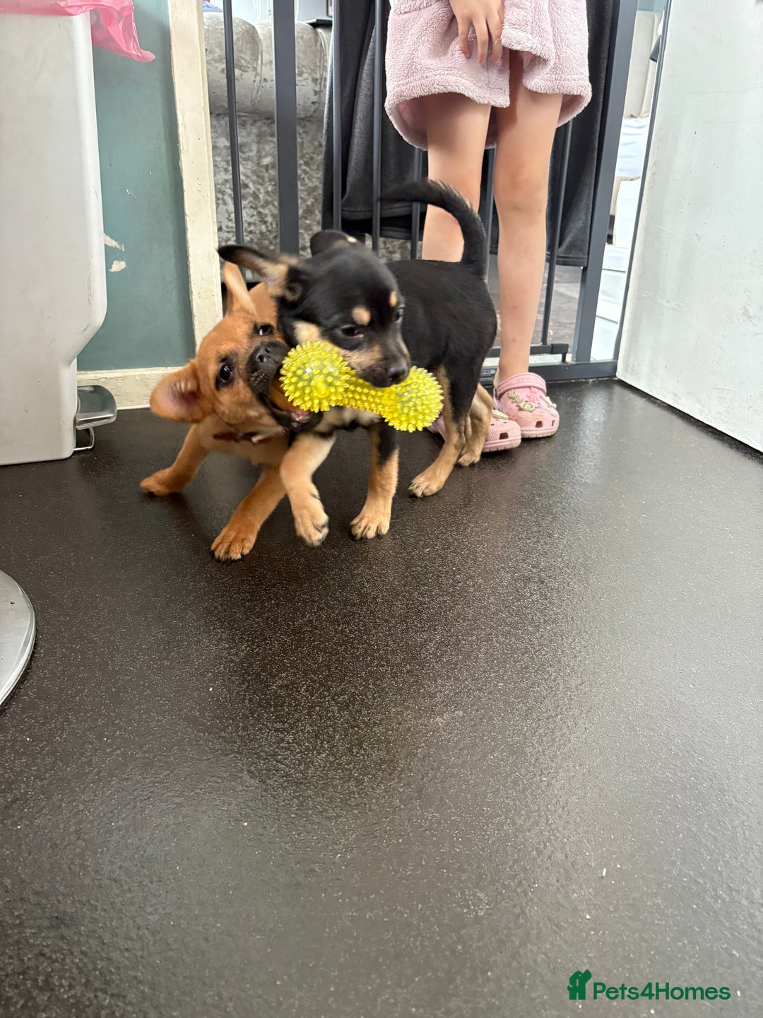 Mixed Breed dogs for sale: FrenchieXPomeranian  - Image 24