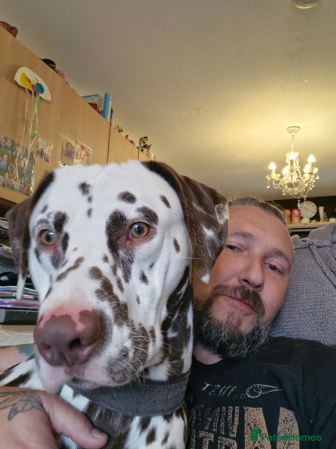 Mixed Breed dogs for sale: German shepherd and Dalmatian for rehoming - Advert 12