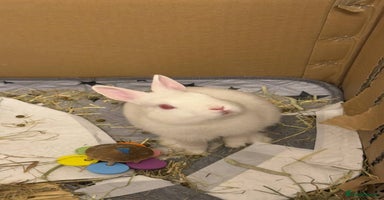 Netherland Dwarf rabbits - Advert 1