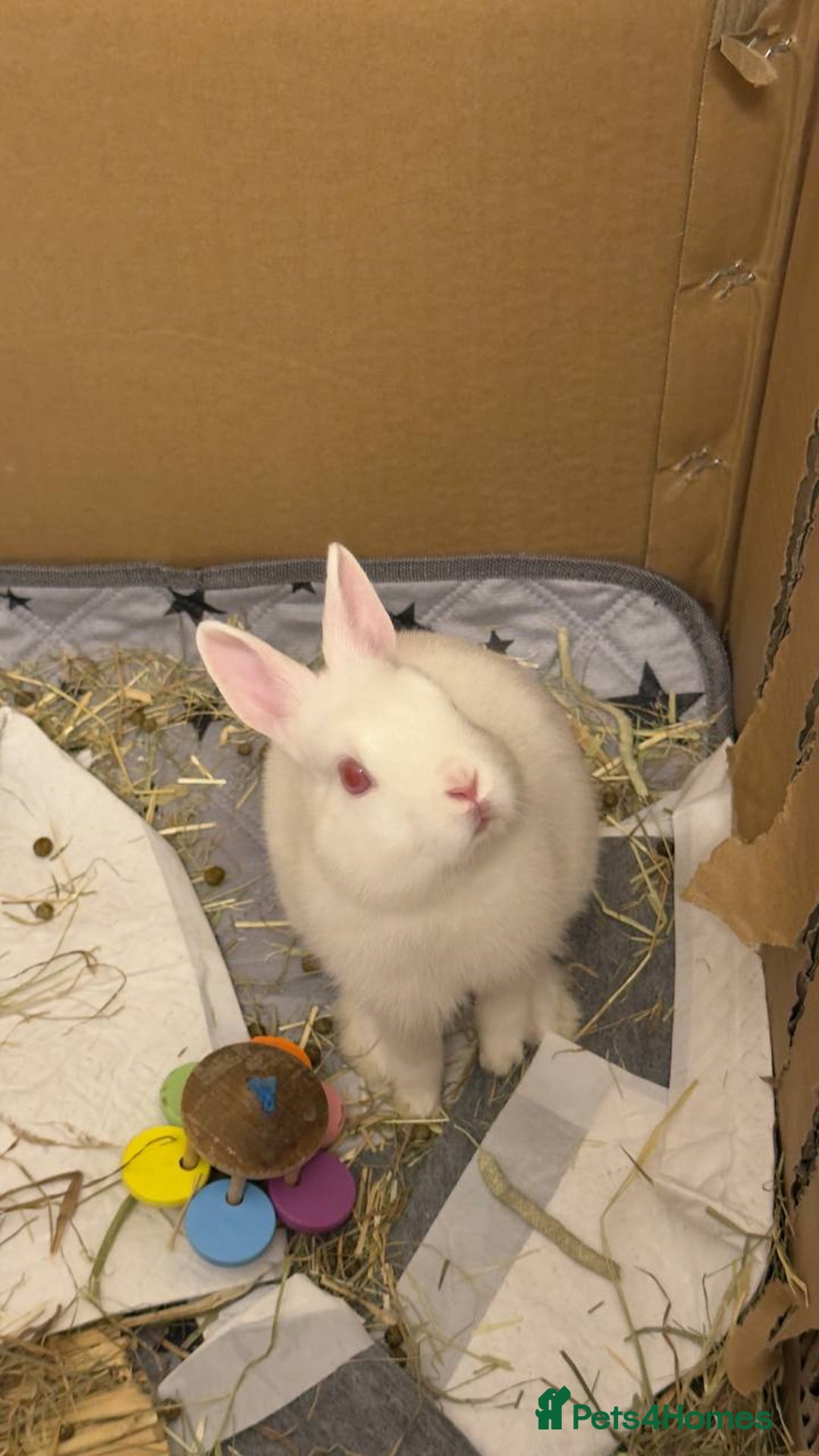 Netherland Dwarf rabbits for sale: Netherland Dwarf rabbit - Image 3