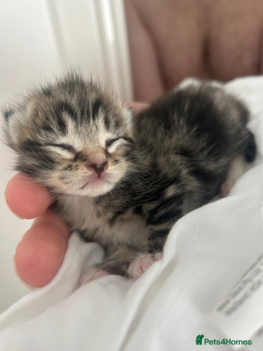 Mixed Breed cats for sale: 3 Beautiful Tabby Kittens  - Advert 2