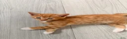 Mixed Breed cats for sale: Adorable Kittens Looking for Loving Homes 🐾 in London - Advert 3