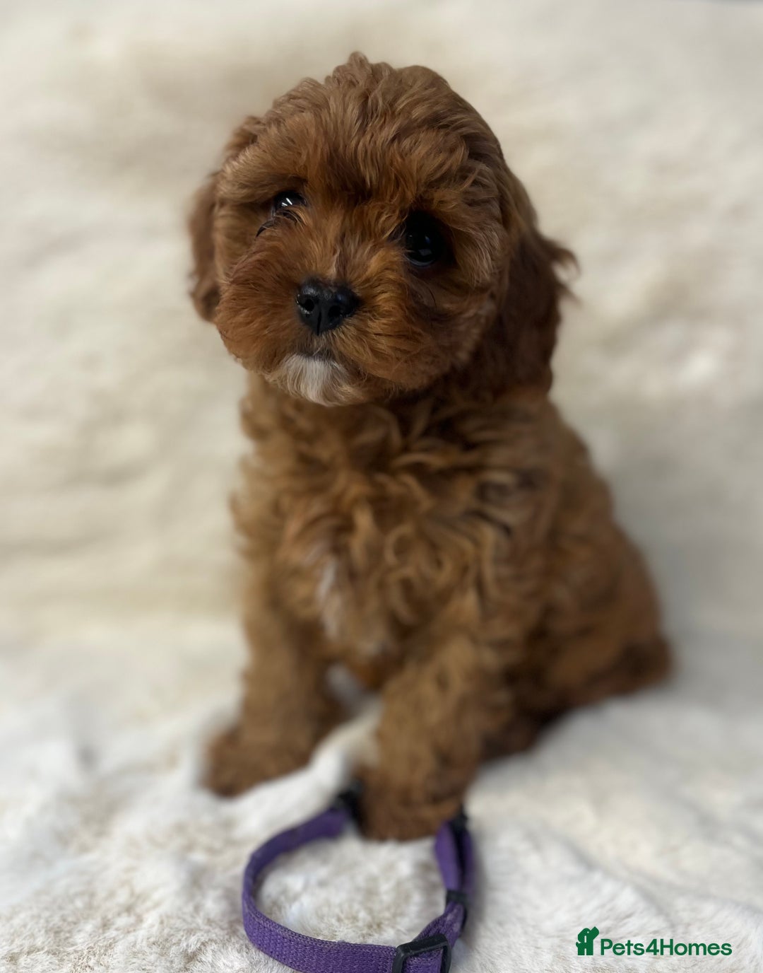 Cavapoo dogs for sale: ⭐️⭐️⭐️⭐️⭐️Licensed-F1 Toy Cavapoo Puppies - Image 1