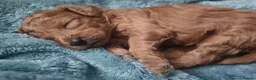 Toy Poodle dogs for sale: CH blood line, red toy poodles, Crufts  - Advert 6