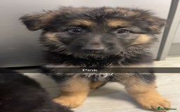 German Shepherd dogs for sale: Beautiful black/tan German shepherd pups for sale  - Image 5