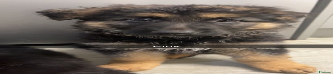 German Shepherd Puppy 5