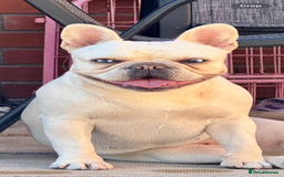 French Bulldog dogs for sale: fluffy french bulldogs - Advert 17