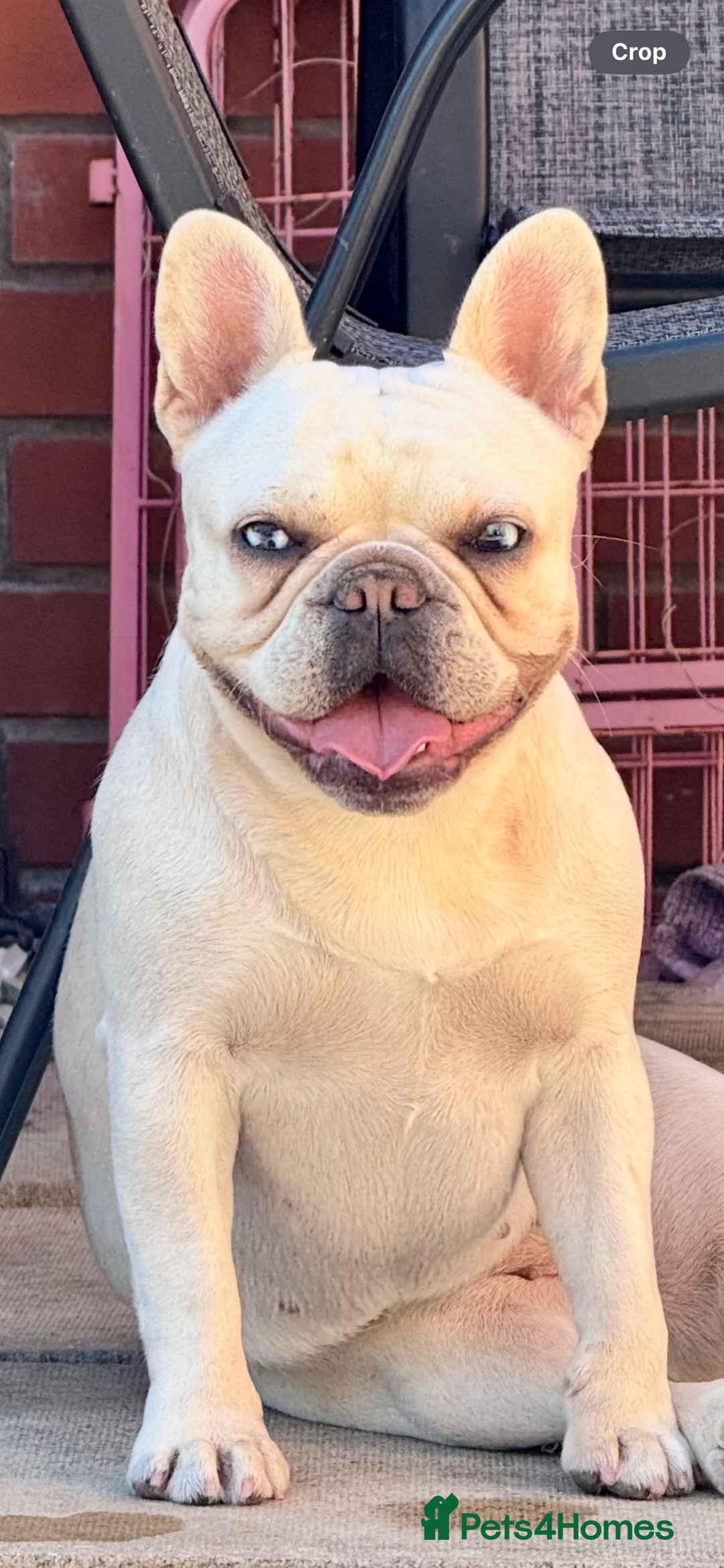French Bulldog dogs for sale: fluffy french bulldogs - Advert 17