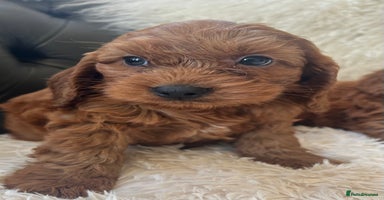 Cavapoo dogs - Advert 4