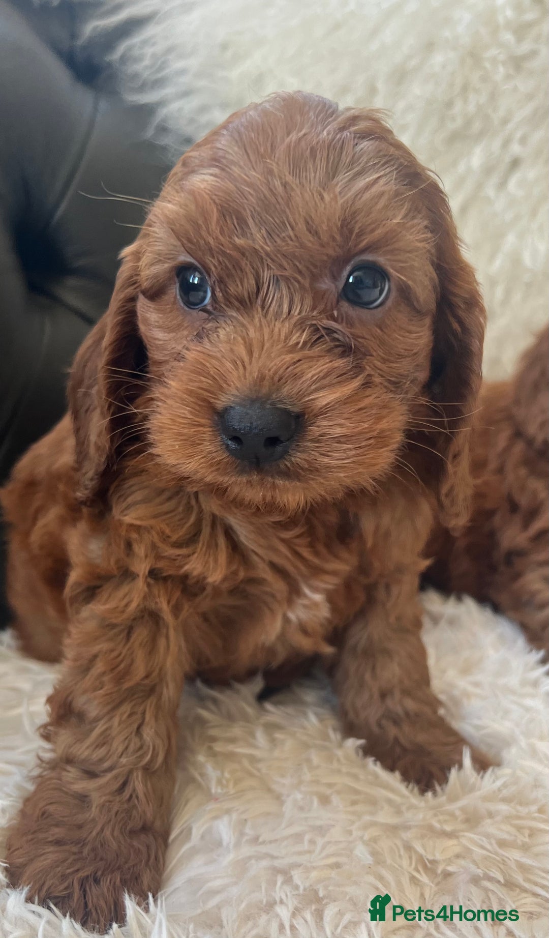 Cavapoo dogs for sale: CAVAPOO READY NEXT WEEK  - Image 2