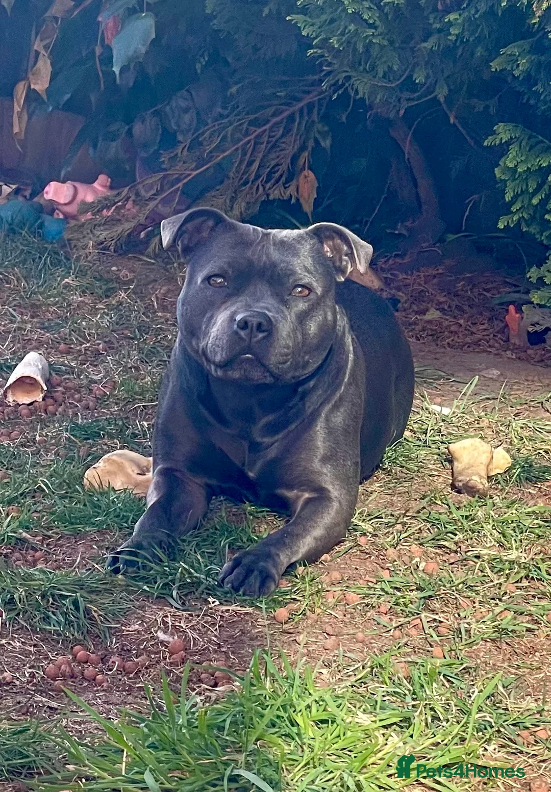 Staffordshire Bull Terrier dogs for sale: Only 1 available ; Blue Staffordshire bullterrier - Advert 5