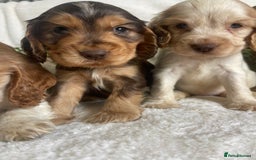 Cocker Spaniel dogs for sale: STUNNING SHOW COCKERS DNA TESTED  - Image 8