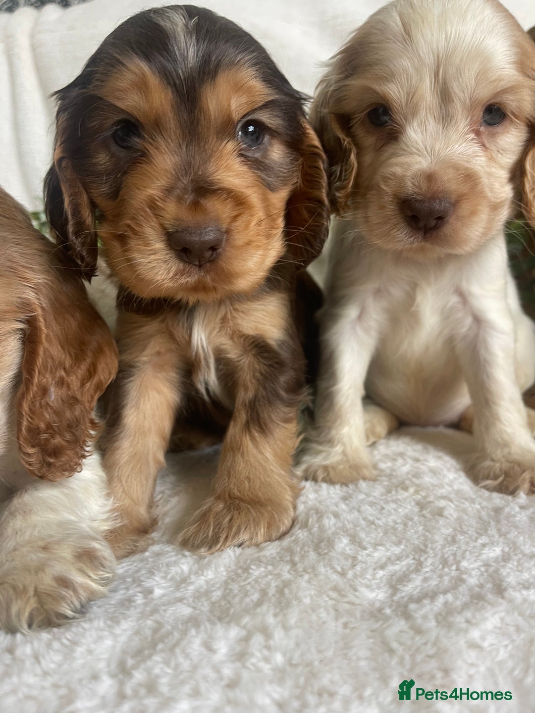 Cocker Spaniel dogs for sale: STUNNING SHOW COCKERS DNA TESTED  - Image 8