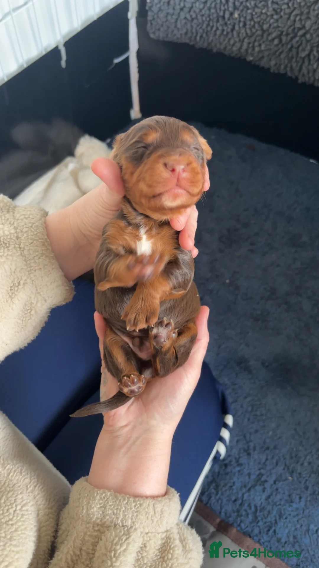 Cocker Spaniel dogs for sale: Beautiful chocolate and tan working cockers - Advert 2