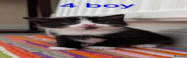 European Kitten 4
